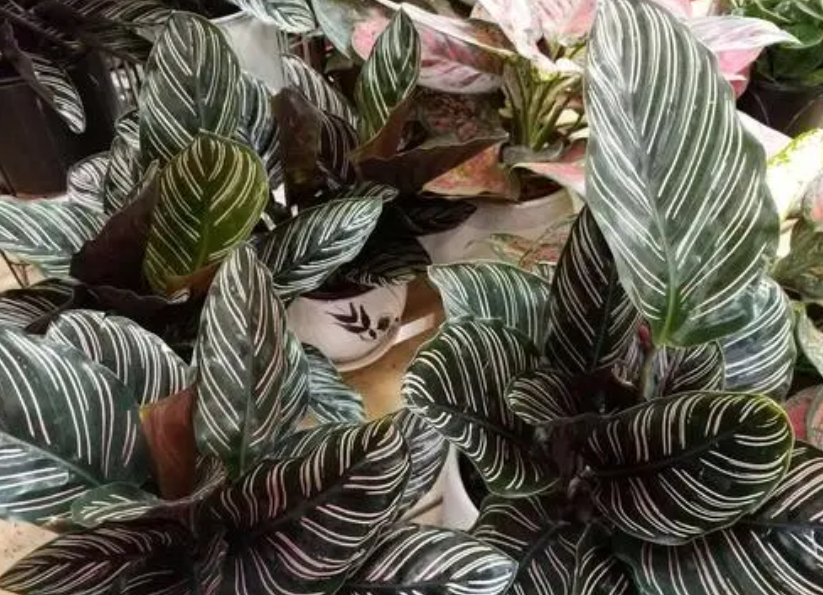 红羽双线竹芋开花吗