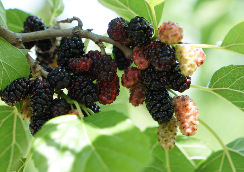 桑葚树怎么样才能结果