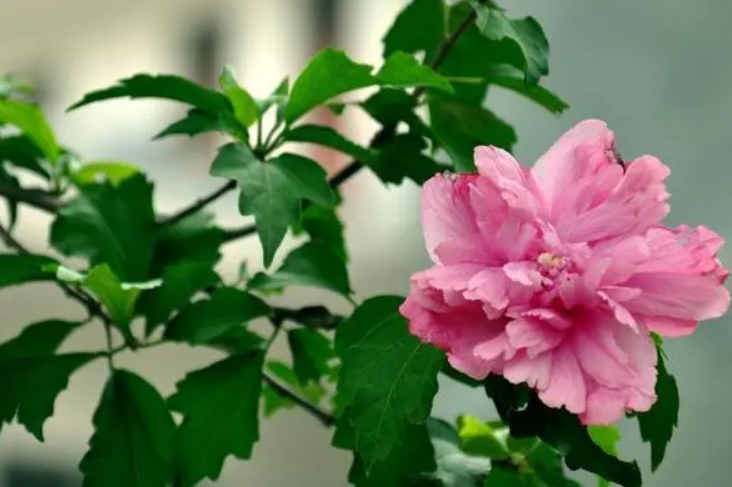 木槿花叶片能插活吗