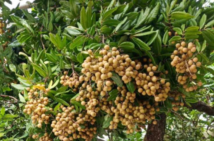 龙眼树的风水禁忌