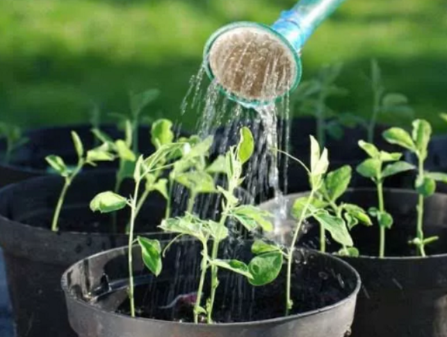 用小苏打水浇花适合哪种花