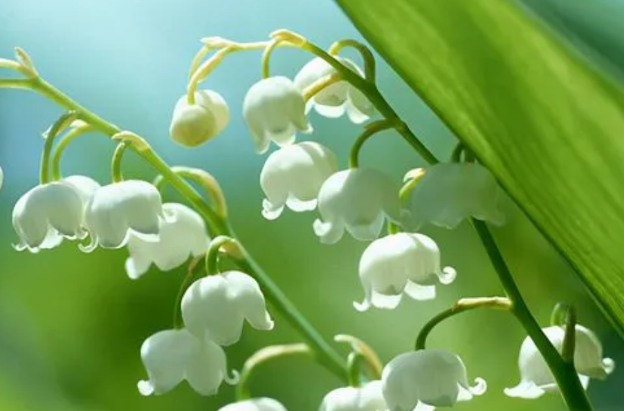 种铃兰花用什么土最好