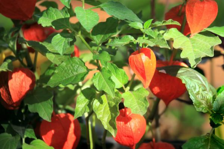 开花爆盆的都有哪些