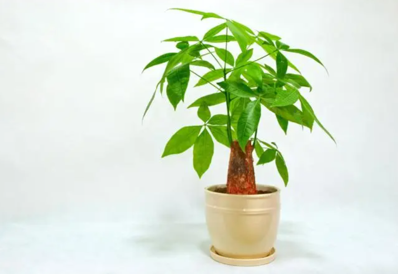 发财树的养殖方法和注意事项 盆栽