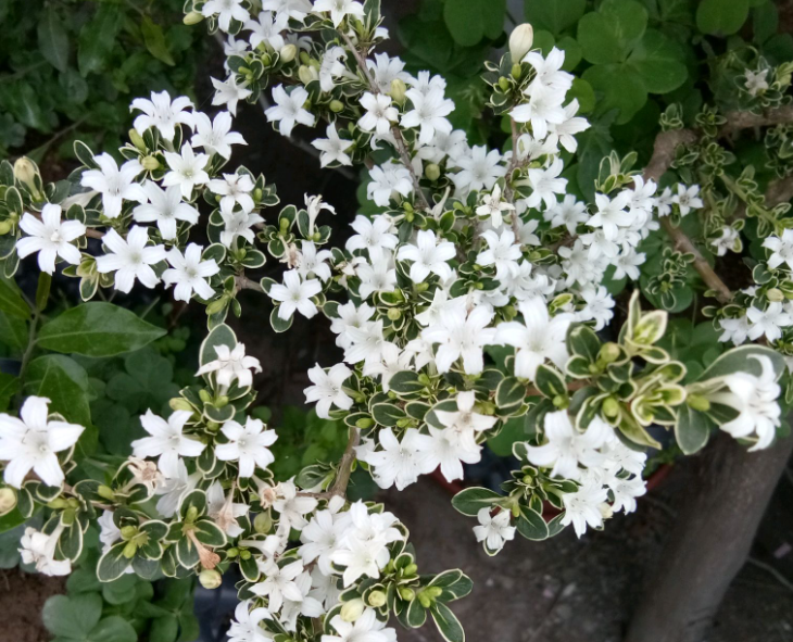 六月雪怎样养才能开花