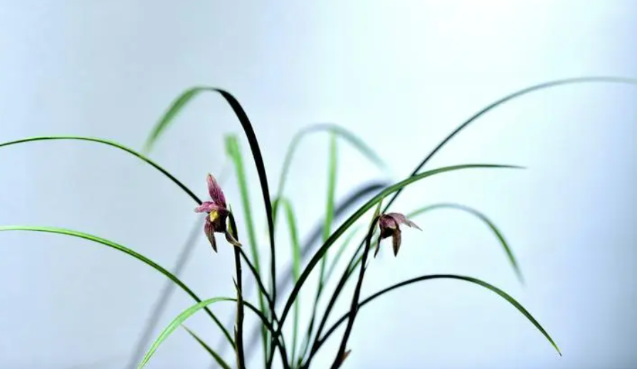 8月份兰花多久浇一次水