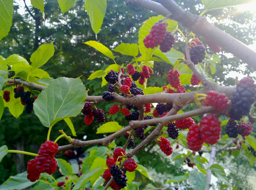 桑树对阳光的要求