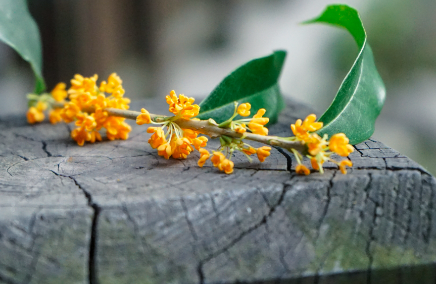 桂花一直不长新叶