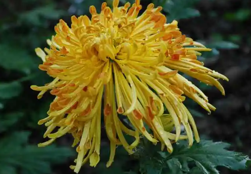 菊花晒太阳吗要放在阳光下吗