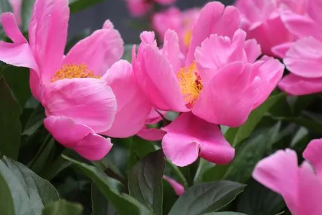 芍药能在阳台花盆里养吗