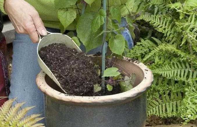 现在给花换土可以吗