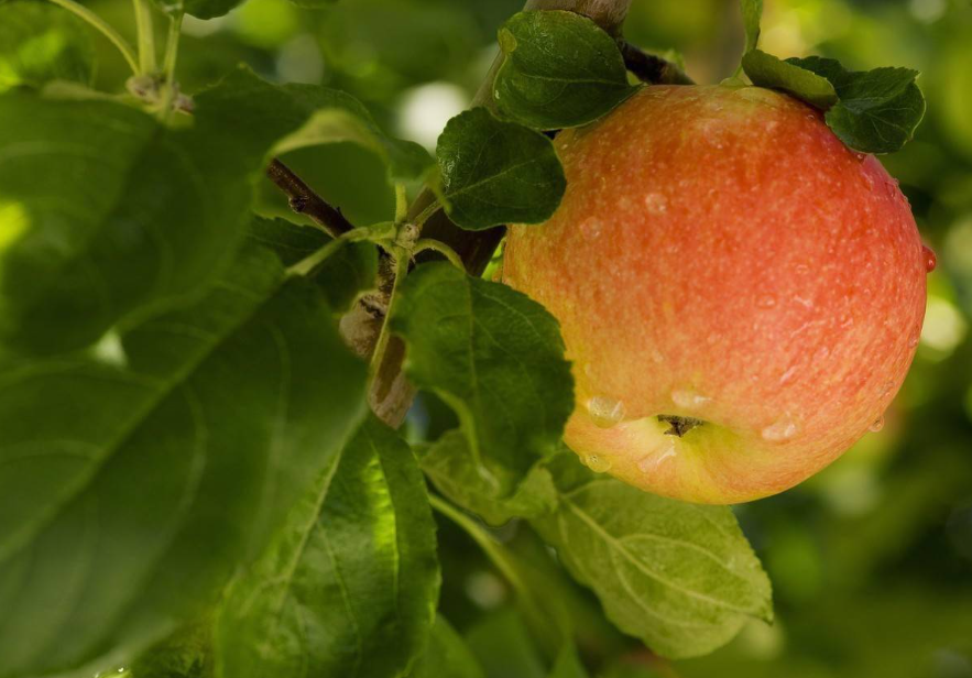 卡通农场果树收益