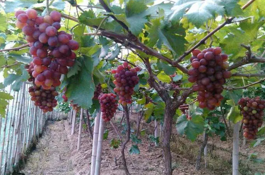 葡萄树苗冬天怎样栽种