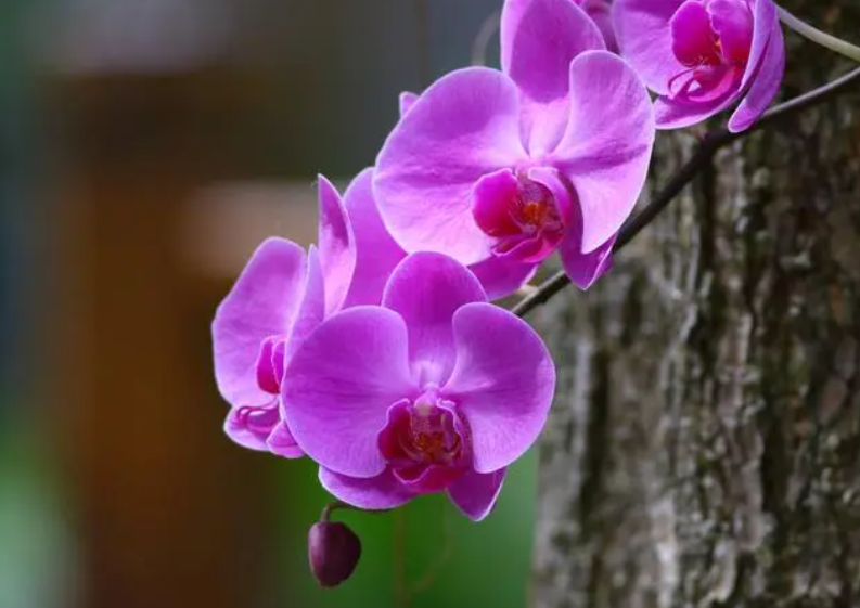 兰花和蝴蝶兰哪个贵