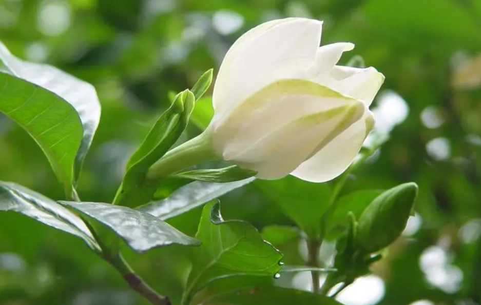 栀子花十二月如何修剪