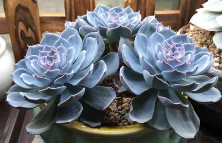 蓝石莲多肉什么时候开花