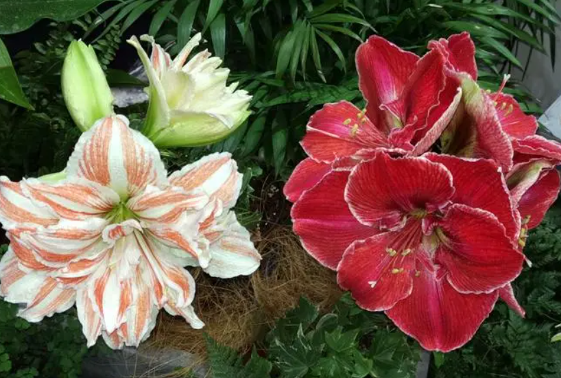 朱顶红开花后从哪剪