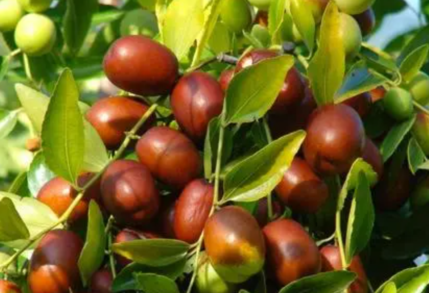 枣树施肥用什么肥料最好