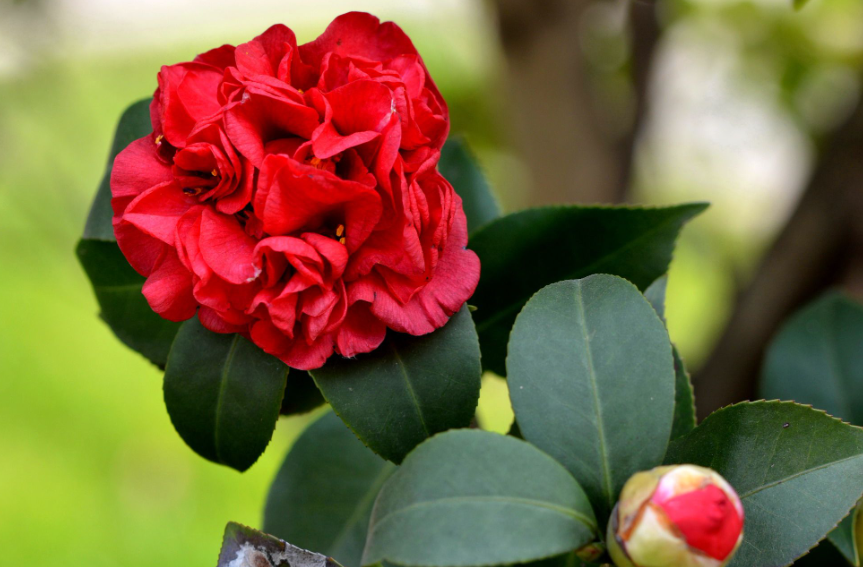 茶花适合深盆还是浅盆