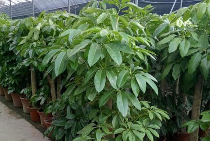 室内招财树养殖方法