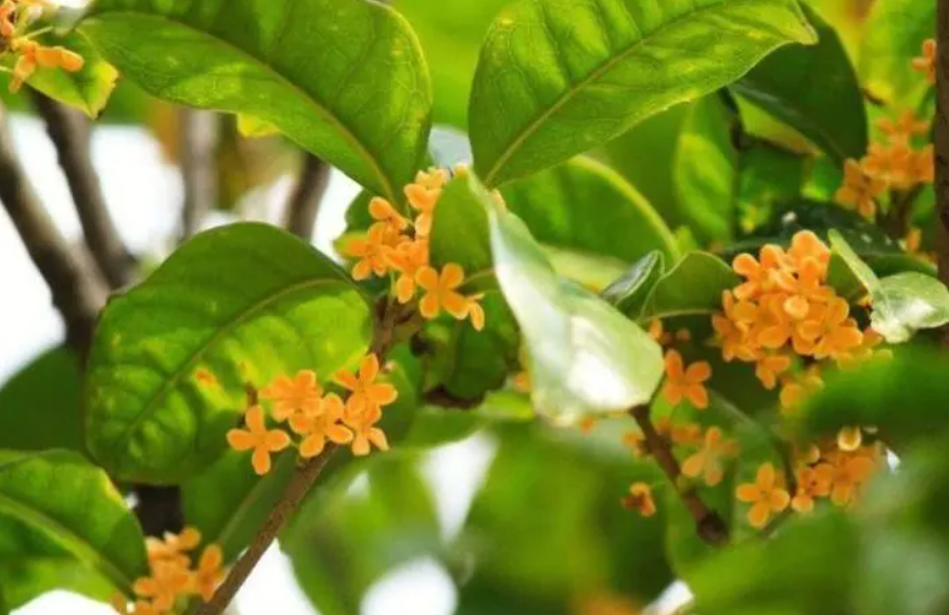 桂花地栽和盆栽哪种好