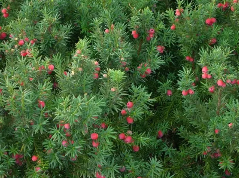 红豆杉树种在家里哪个地方最好