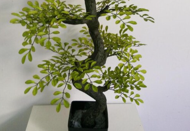 为什么没人养槐树盆景