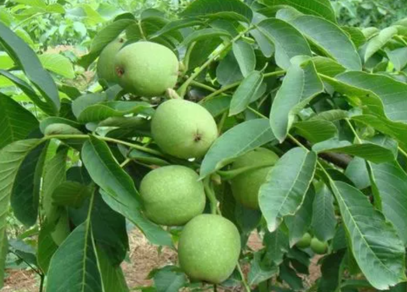 核桃树东北可以种植吗