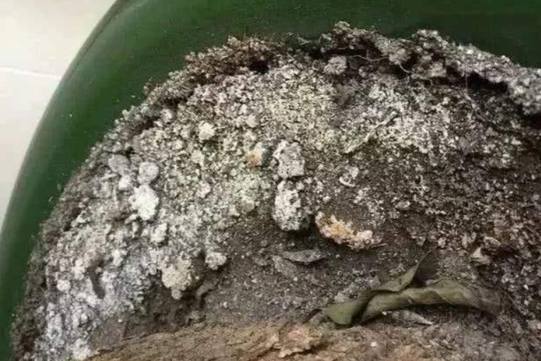 花盆土壤泛白色碱如何处理