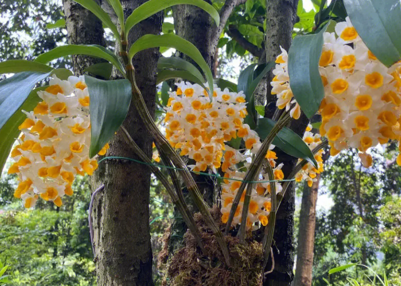 球花石斛是新杆开花吗