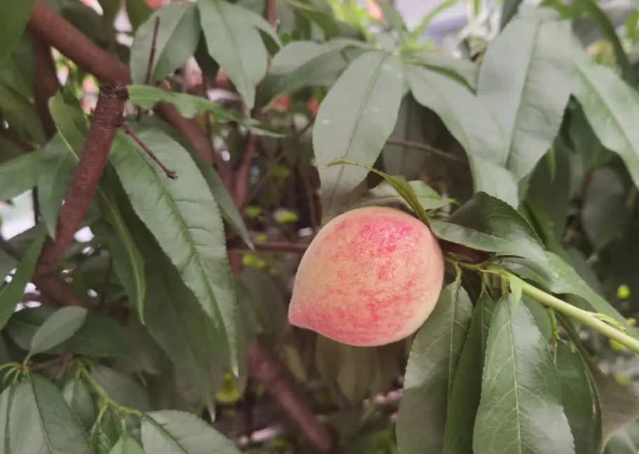 为什么门前不种桃树