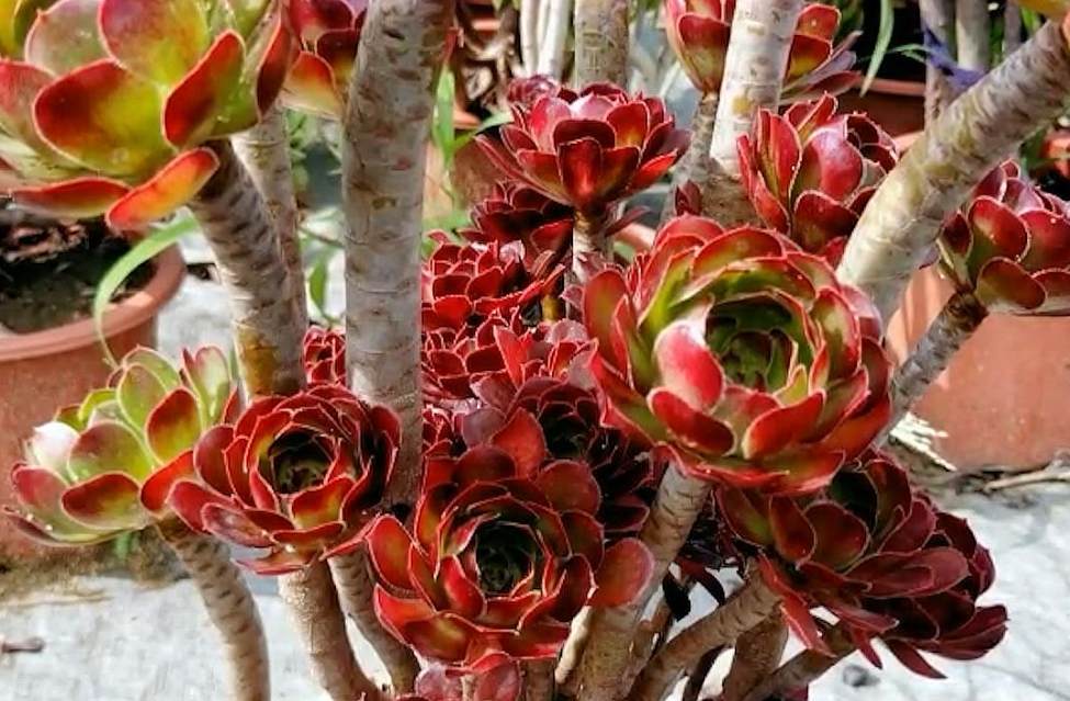 多肉法师开花怎么摘心