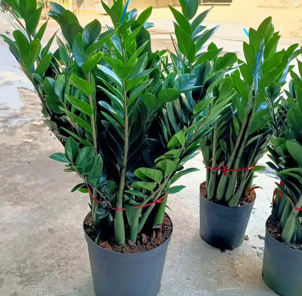 金钱树浇淘米水好不好