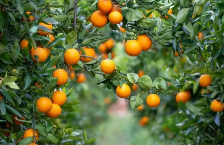 柑橘树施尿素的方法