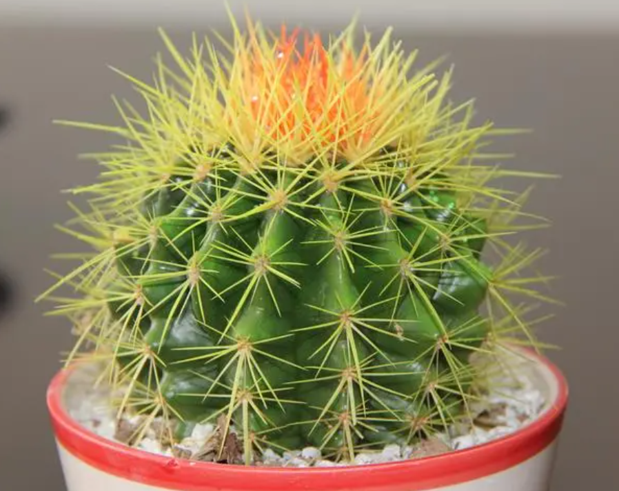 仙人球养多久才会开花