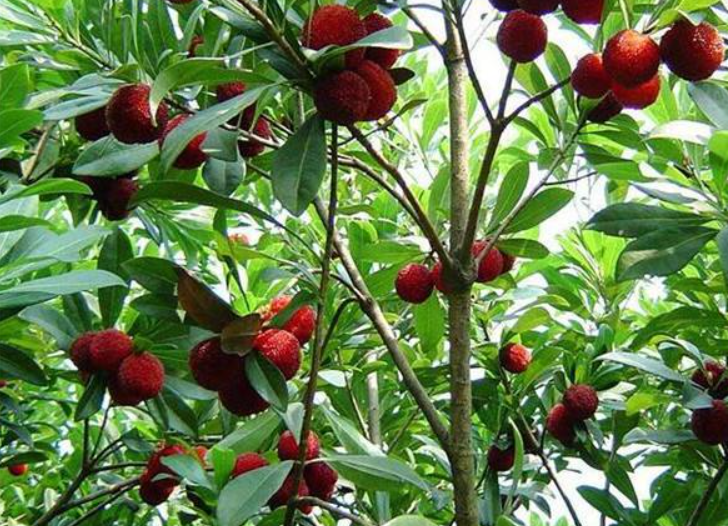 小杨梅树施什么肥料