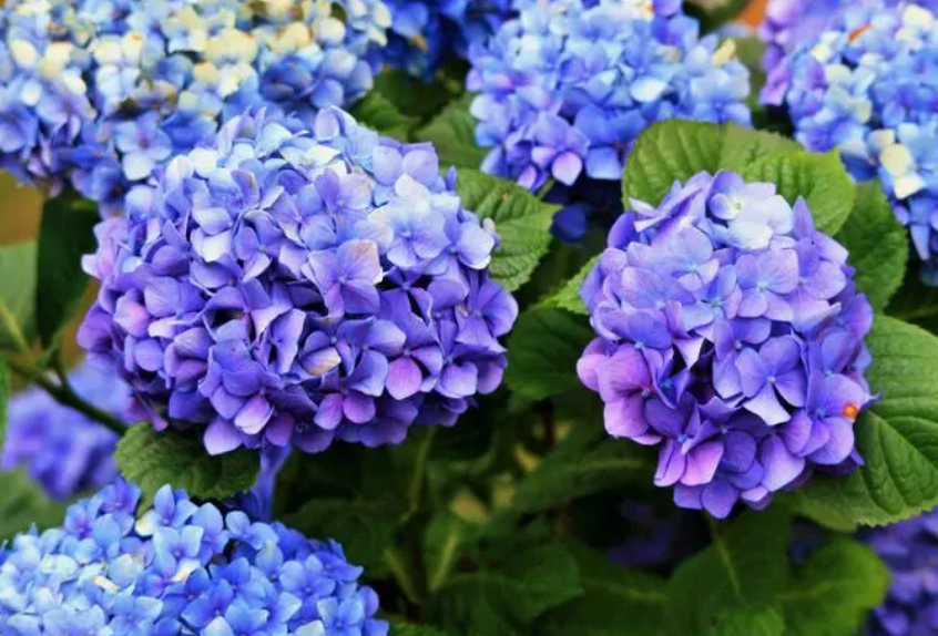 绣球花的养殖方法冬季