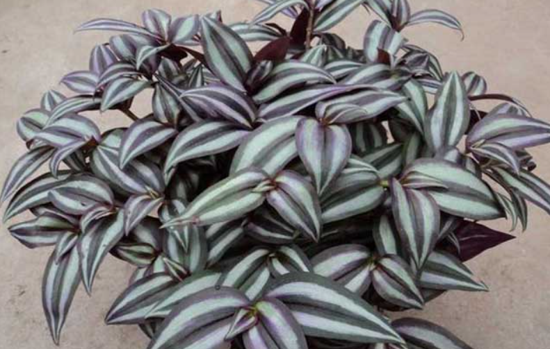 吊竹梅什么时候开花