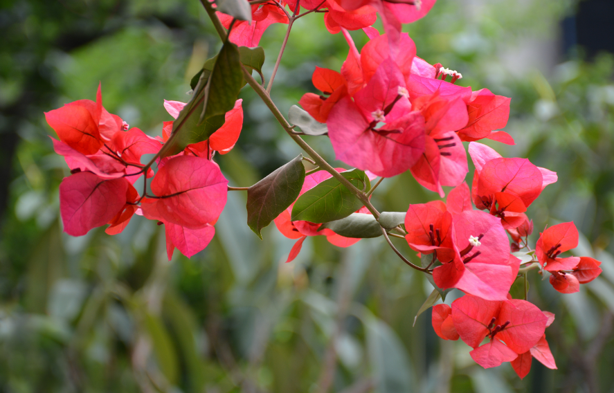 三角梅开花时能施肥吗