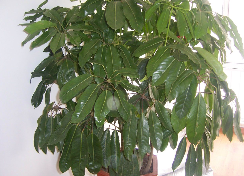 招财树怎么种植和管理的