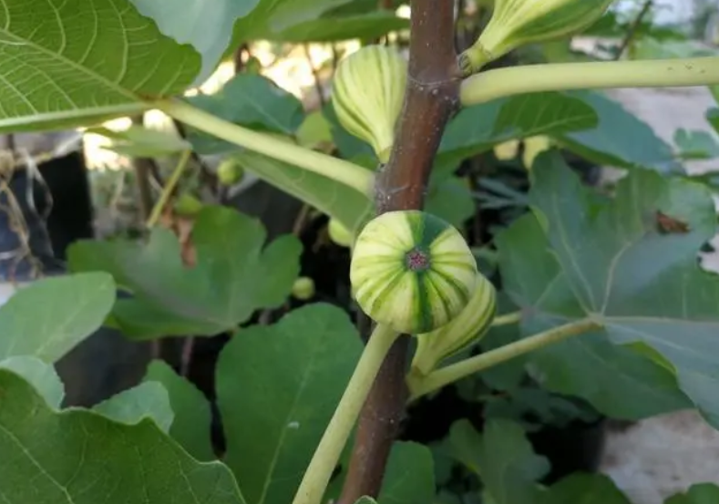 无花果青花和青皮