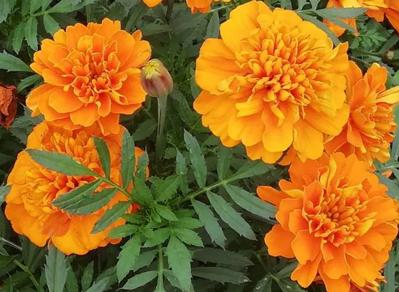 万寿菊的花期有多长