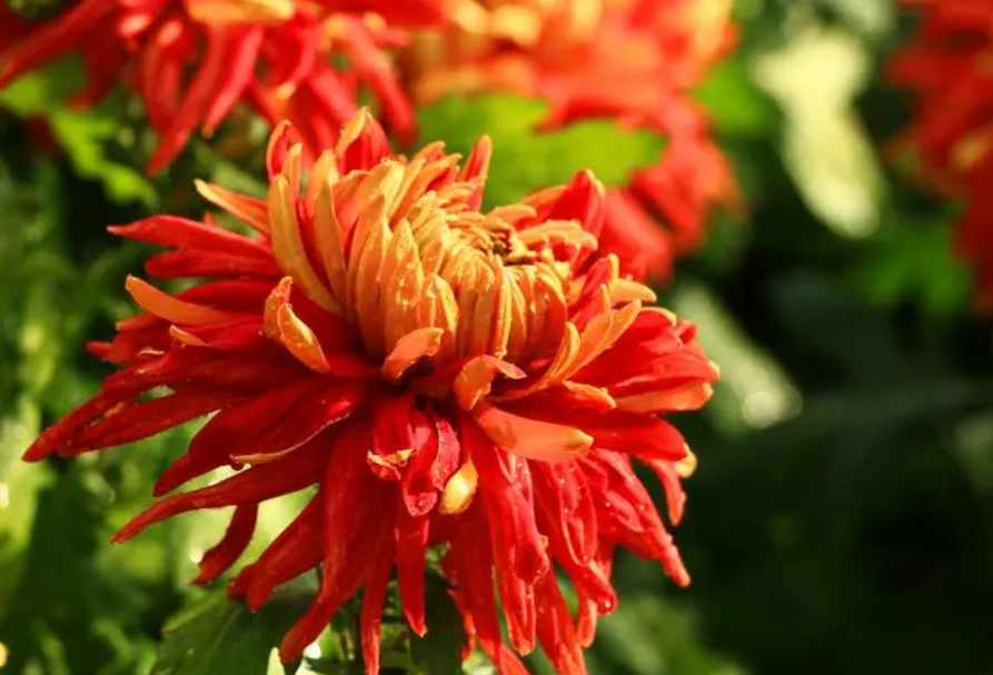 菊花的养殖方法