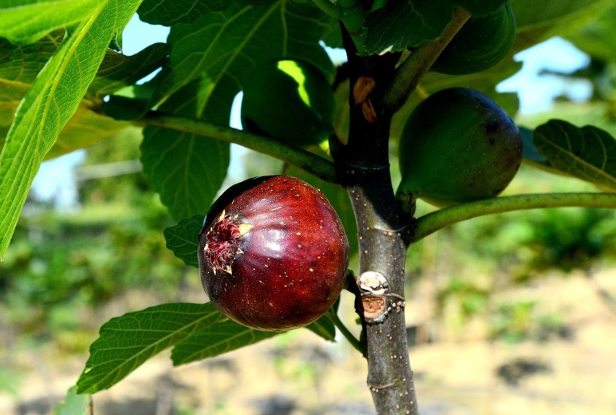 无花果树需要剪枝吗什么时间剪最好
