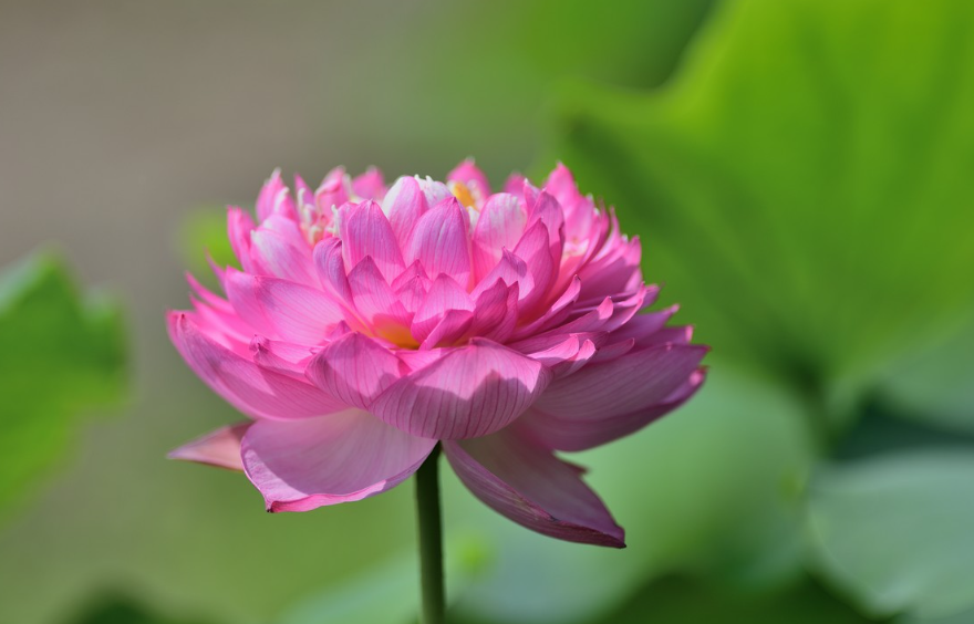 院子里种荷花的好处