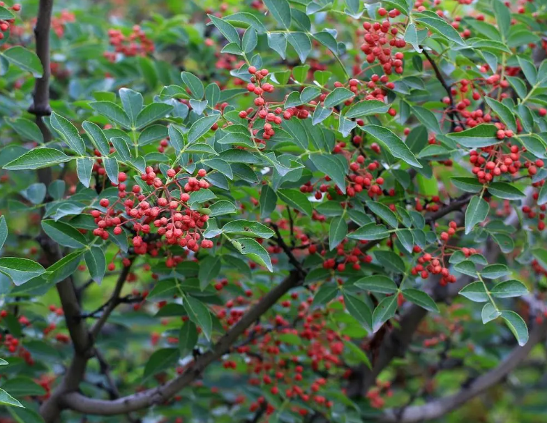 花椒树在什么季节剪枝最合适