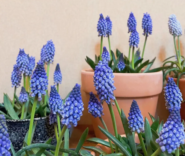 葡萄风信子只长叶不开花