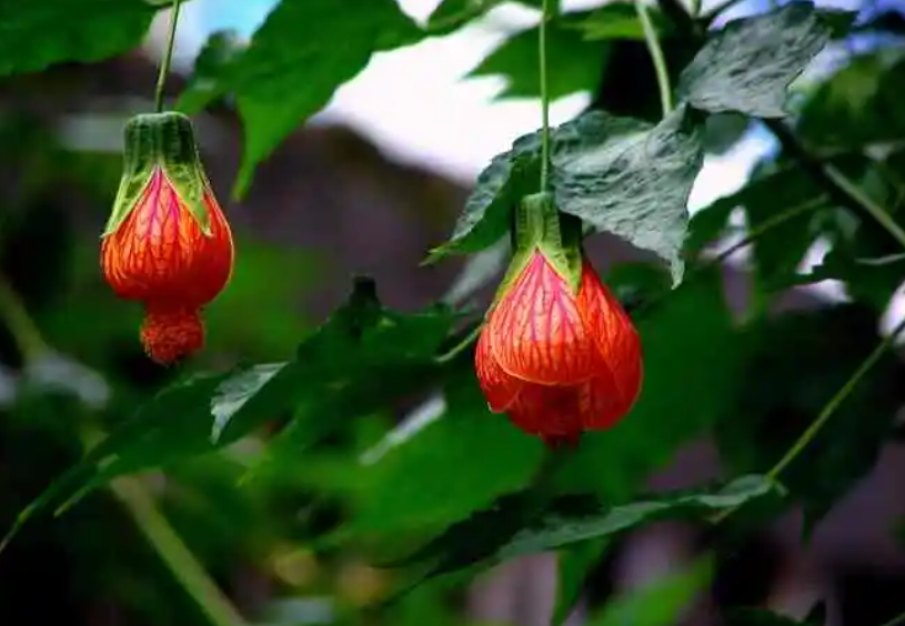 悬铃花什么时候修剪