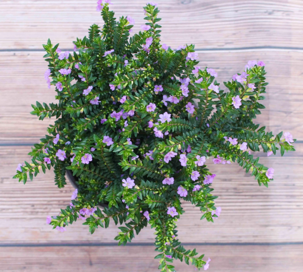 室内花卉多久浇一次水