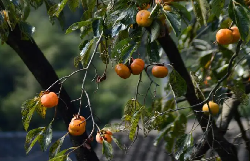 柿子树必须种两棵吗